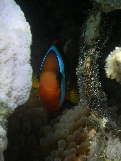 03.9- Un poisson clown dans sa grotte.JPG